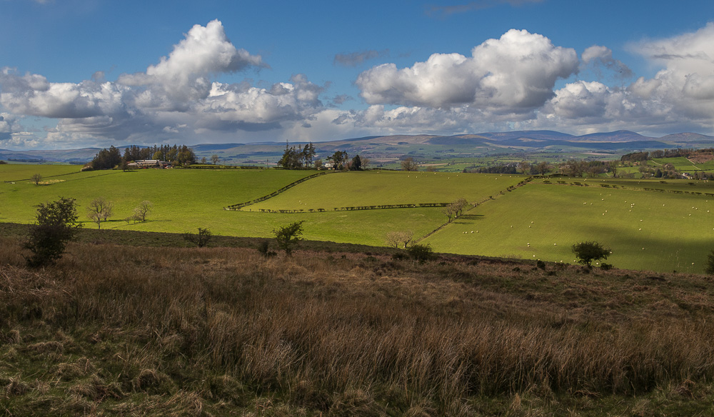 Cheviots Cheviots